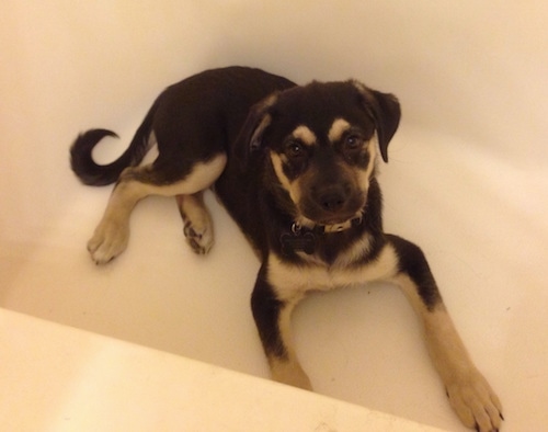 A black and tan Labrahuahua puppy is laying in a bathtub that does not have water in it.