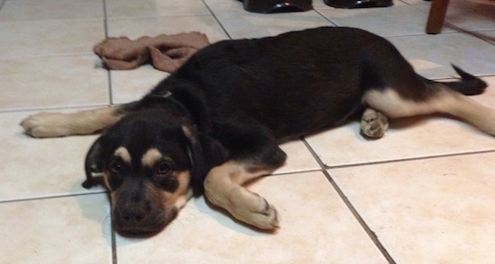 A black and tan Labrahuahua puppy is laying spread out on a white tiled floor