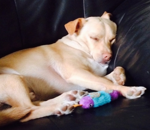 A tan with white Labrahuahua dog is sleeping against the arm of a black leather couch. There is a purple and teal-blue toy in front of it