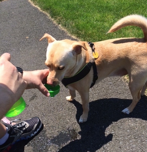 A tan with white Labrahuahua dog is wearing a red harness standing on a blacktop in front of grass and drinking water out of the cap of a water bottle that a human is holding out for it.