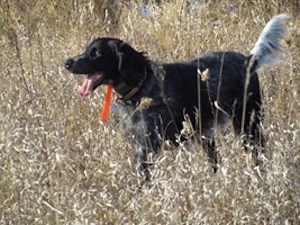 A panting black with white ticked Large Munsterlander is wearing a bright orange collar standing in a feild of tall brown grass.