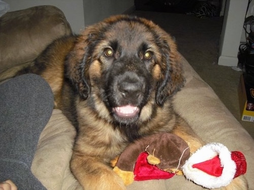 A Leonberger is laying on a tan recliner chair. There is a plush doll and a santa hat in front of it. There is a person in sweatpants next to them.