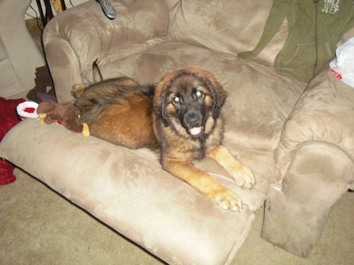 A Leonberger is laying on a recliner tan chair. There is a plush doll and a santa hat behind it.