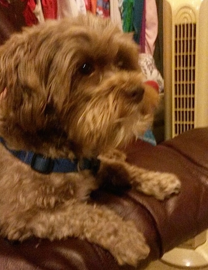Side view - tan with white Lhasa-Poo is laying on the arm of a brown leather couch and looking to the right.