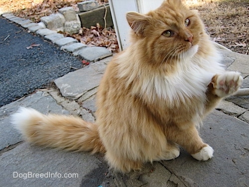 An orange longhaired cat is sitting on a stone porch with its paw in the air and looking up
