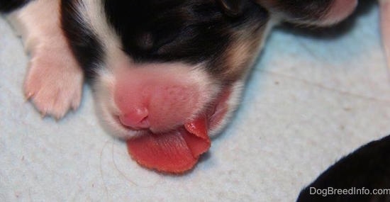 Close Up - Newborn toy puppy face with its very wide, large tongue sticking out and touching the white blanket it is sleeping on