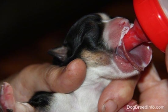 Close Up - The newborn puppy being bottle feed and its tongue is so large it does not wrap around the nipple of the bottle