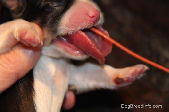 A person holding a newborn puppy with an orange tube going into the pup's throat as its very wide, large tongue sticks out