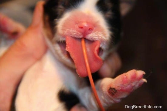 Close Up - The newborn puppy with an orange tube across its large tongue and down its throat as it is being tube fed as a person holds it