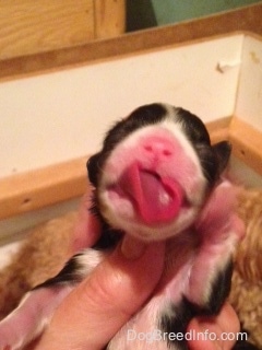 Newborn toy puppy  with a very large tongue as wide as the pups head sticking out of its mouth and being held in the air by a person
