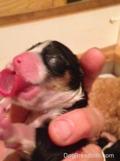 Newborn Toy puppy  with a very large, wide curled tongue that does not fit in the pups mouth sticking out and being held in the air by a person