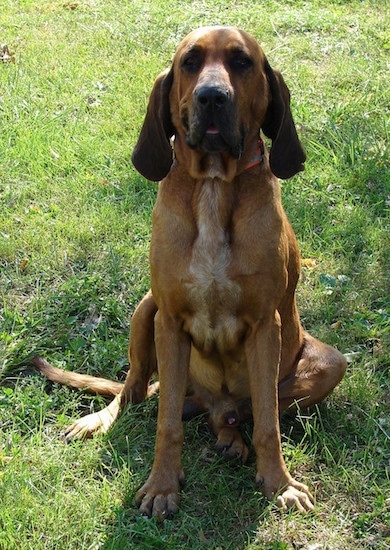 View from the front - A brown with white and black, long drop-eared Majestic Tree Hound dog is sitting in grass