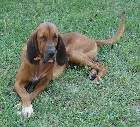 A brown with white and black Majestic Treehound dog is laying in grass and looking forward. Its mouth is open and its tongue is slightly out. The dog's ears and tail are long.