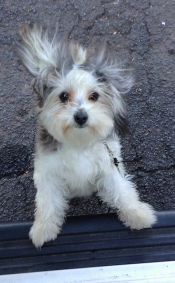 A white with gray and tan Maltese mix is jumped up on the running board on the side of a vehicle. Its fur is flying back with the motion.