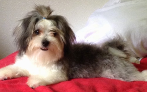 Left Profile - A longhaired white with gray and tan Maltese mix is laying on a bed and it is looking to the left of its body. There is a blue hair band in its topknot. 
