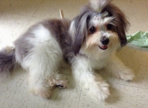 A soft looking, long haired, white with gray and tan Maltese mix is laying on a white tiled floor looking up. Its mouth is open and tongue is out. It has a barrette in its topknot.