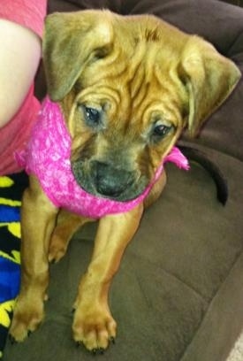 A small brown Masti-Bull puppy is wearing a hot pink shirt sitting on a couch looking down. There is a person wearing Batman pajama pants next to it.