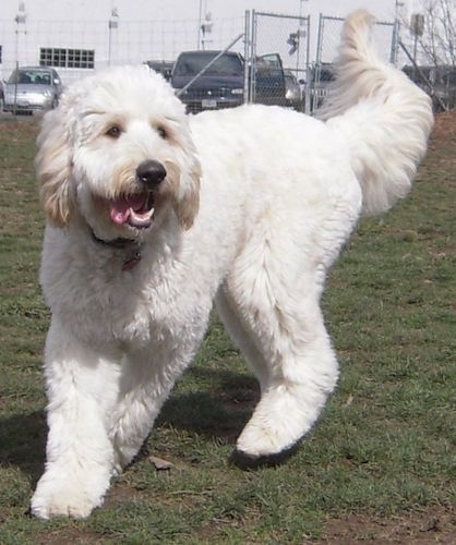 A furry white with tan Mastidoodle dog is changing direction outside in grass. Its mouth is open and tongue is out. There is a white building, cars and a chain link fence behind it.