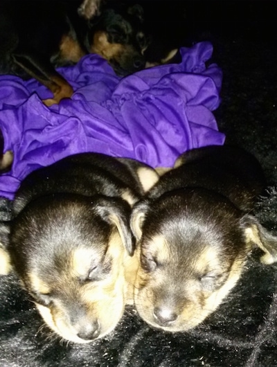A litter of Meagle puppies are sleeping on a fluffy black rug and a purple blanket which is behind them.