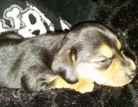 Side view - A sleeping black and tan Meagle puppy is laying on a black fluffy rug.