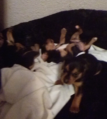 A litter of puppies - Two black and tan Meagle puppies are laying on their backs in a dog bed on top of a white blanket and there is another pup sitting on the bed and looking forward.