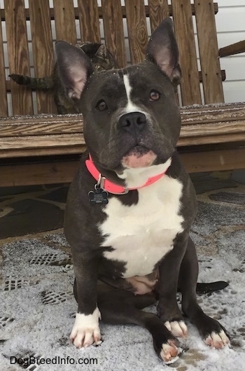 A blue nose American Bully Pit is sitting on a stone porch with snow on it. There is a wooden swinging chair behind her with a cat on it. The dog is looking forward.