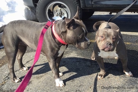 Two American Bully Pits are standing in a parking lot. There is a pile of snow behind them and also a vehicle.