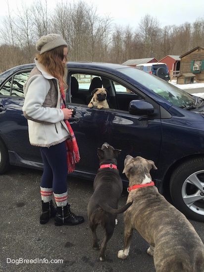 A girl wearing a pink scarf is standing next to a blue Toyota Corolla vehicle. In the car is a tan with black Pug dog who is looking out the open window. There is a blue nose American Bully Pit and a blue nose Pit Bull Terrier looking up at the Pug.
