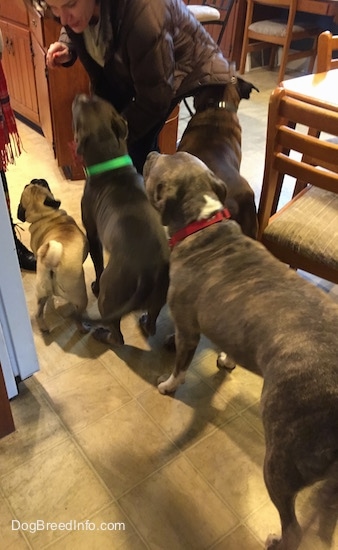 There is a person kneeling over to look down at the dogs and she has a treat in her hand. There are four dogs preparing to sit in front of her so they can receive the treat.