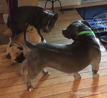 A tan with black Pug is inspecting an American Pit Bull Terrier. The Pit Bull Terrier is turning around to find the Pug. There is a American Bully Pit turning to inspect the Pug inside of a living room.