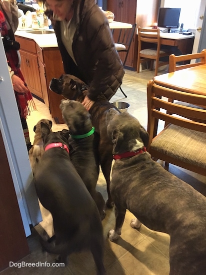 Two people are standing in front of five dogs. They both ar holding treats. One person is petting one of the dogs.