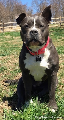 A blue nose Amercan Bully Pit is sitting on a grass hill and she is looking forward. Her right ear is up and her left ear is flopped over.