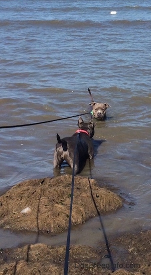 The backside of a blue nose American Bully Pit that is standing in water. There is an American Pit Bull Terrier standing in front of the Bully Pit in water with only her head showing.