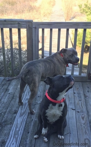 A blue nose American Bully Pit is sitting on a hardwood porch, she is holding her head up and looking to the right. Behind her is the backside of a blue nose Pit Bull Terrier that is looking back and it looks like he is smiling.