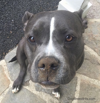 Close up - A blue nose American Bully Pit is sitting on a stone porch and she is looking up. Her ears are back and she has brown dirt all over her nose.