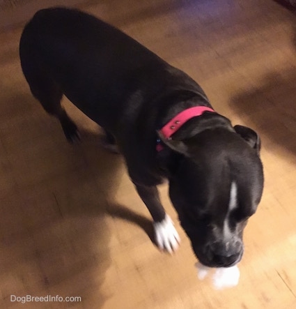 A blue nose American Bully Pit has a piece of stuffing her mouth and she is walking across a hardwood floor.