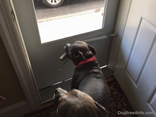 A blue nose American Bully Pit is standing in front of a storm door and she has a couple pieces of sticks in her mouth. Behind her is a blue nose Pit Bull Terrier looking out of a screen door.