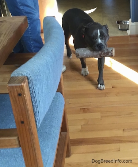 A blue nose American Bully Pit has a log in her mouth and she is walking down a hardwood floor. There is a person standing to the left of her.