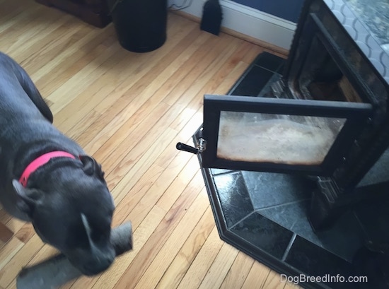 Top down view of a blue nose American Bully Pit is walking across a hardwood floor with a log in her mouth past the wood buring stove fireplace.