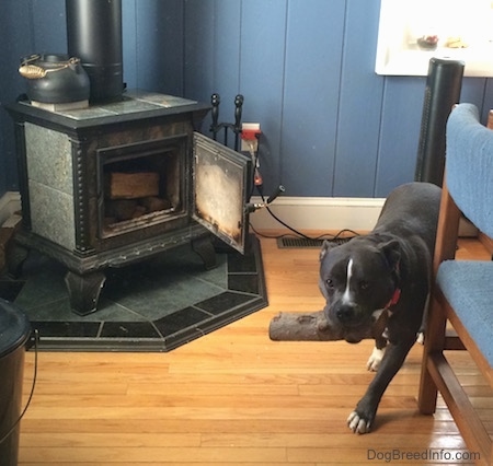 A blue nose American Bully Pit is walking down a hardwood floor with a fireplace log in her mouth.