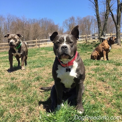 A blue nose American Bully Pit is sitting on a grass hill and she is looking forward. There is an American Pit Bull Terrier standing to the left of the Bully. Her mouth is open and tongue is out. To the right of the Bully is a brown brindle with black and white Boxer that is sitting on a grass hill.