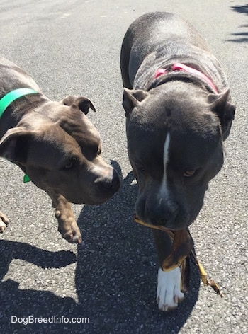 Close up - A blue nose American Bully Pit has a banana peel in her mouth and an American Pit Bull Terrier is reaching over to take it.