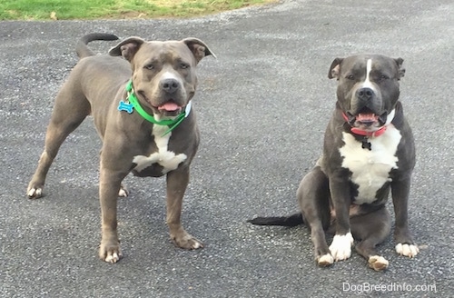 An American Pit Bull Terrier is standing on a blacktop surface and to the right of her is a sitting blue nose American Bully Pit.