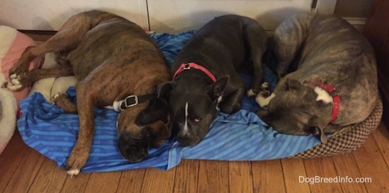 A brown brindle with black and white Boxer is sleeping on his right side. Next to him is a blue nose American Bully Pit that is laying down and looking up, and next to her is a sleeping blue nose Pit Bull Terrier.