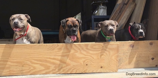 A blue nose Pit Bull Terrier, a brown brindle with black and white Boxer, an American Pit Bull Terrier and a blue nose American Bully Pit are standing behind a wooden board. Three of the dogs mouths are open. The Boxer has his tongue out.
