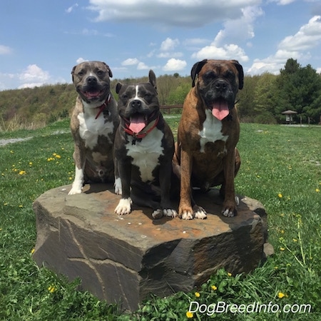 A blue nose Pit Bull Terrier, a brown brindle with black and white Boxer and a blue nose American Bully Pit are sitting on a rock in the middle of a field. There mouths are open and tongues are out.
