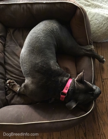 Top down view of a blue nose American Bully Pit sleeping out on a dog bed with one of her front paws bent back behind her body in an odd way.