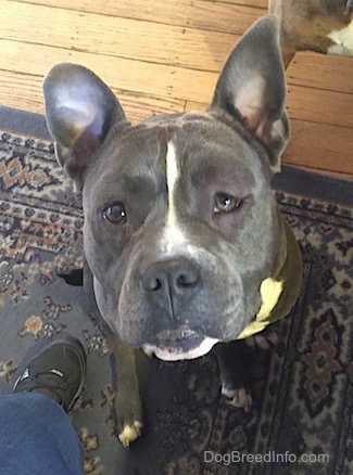 A blue nose American Bully Pit is sitting on a rug and she is looking up. One of her eyes is swollen.