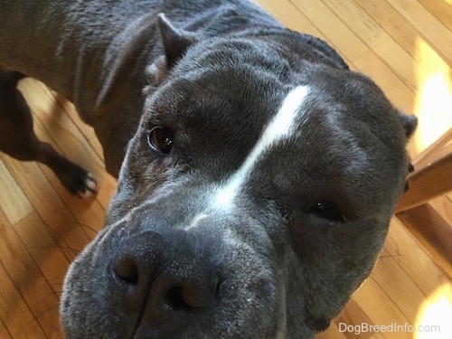 Close up - A blue nose American Bully Pit standing on a hardwood floor and looking up. The dog has welt-like bumps all over her head.