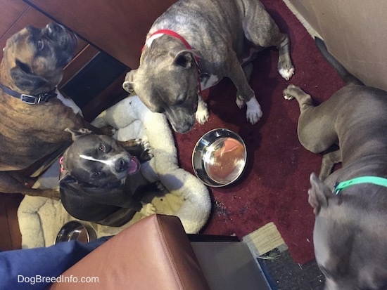 Four dogs are sitting and standing around an empty bowl of water.